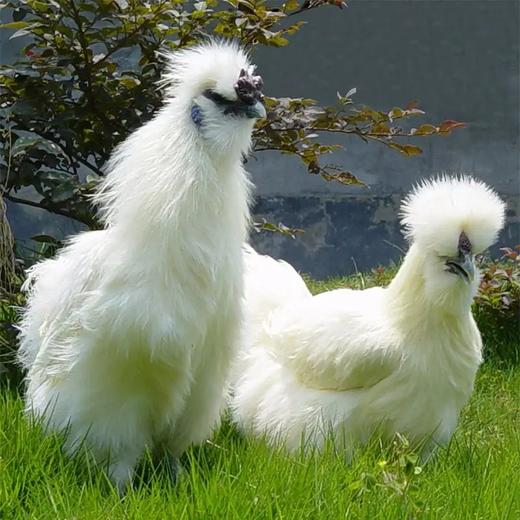 油鸡(童子鸡&公鸡&母鸡)，乌鸡，老母鸡 商品图2