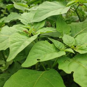 生态白花菜 | 绿家自产*ecological lettuce | Self-production