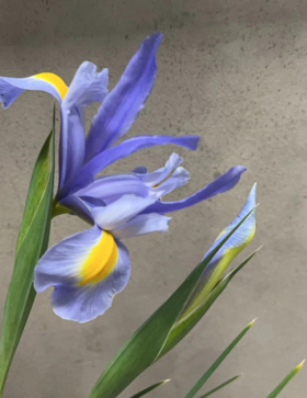 基地直营-鸢尾-浅蓝