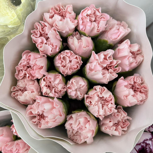 国产花材-【康乃馨】粉佳人 商品图1