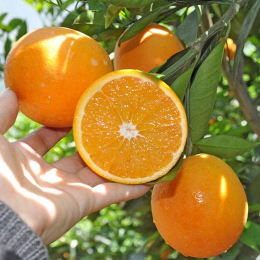 伦晚橙1kg/份 商品图0