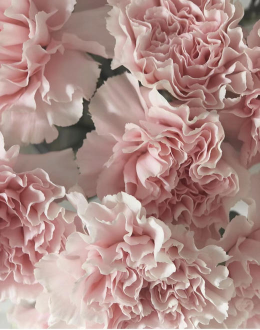 国产花材-【康乃馨】粉佳人 商品图0