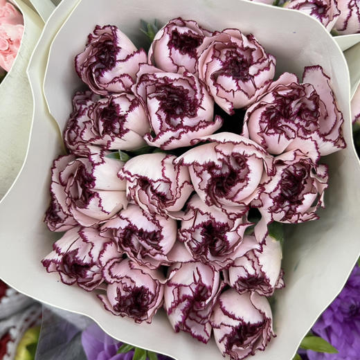 国产花材-【康乃馨】紫精灵 商品图1