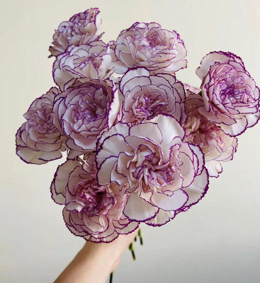 国产花材-【康乃馨】紫精灵 商品图0