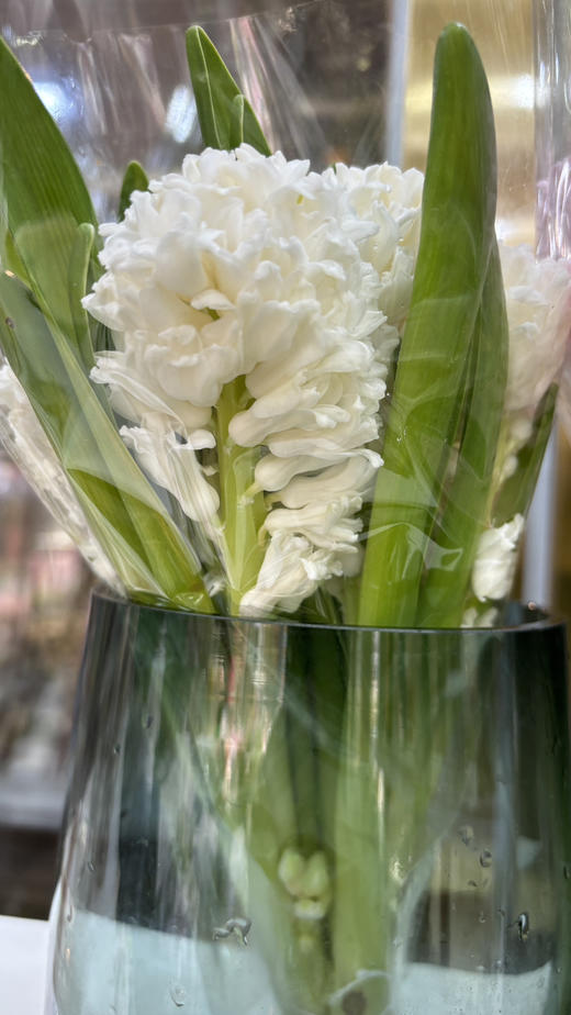 【国产】方德风信子-雪域-白色 5枝 商品图5