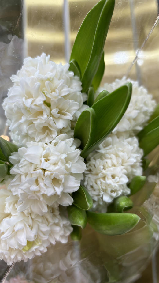 【国产】方德风信子-雪域-白色 5枝 商品图4