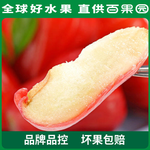 PAGODA百果园 招牌-水风铃莲雾（大）3斤装 商品图0