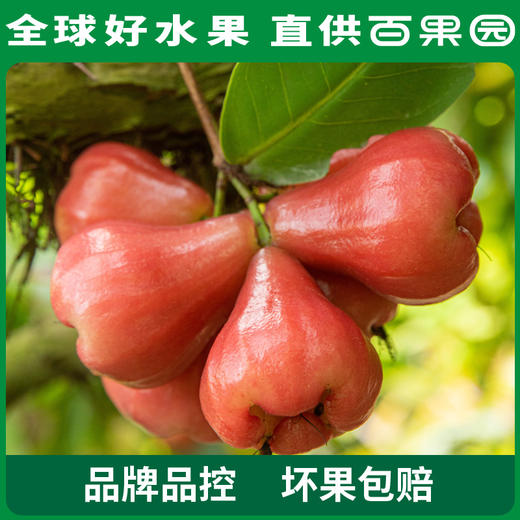 PAGODA百果园 招牌-水风铃莲雾（大）3斤装 商品图4