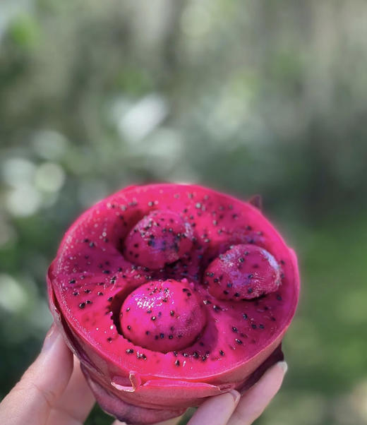 蜜宝火龙果——果皮薄，甜蜜蜜 商品图2