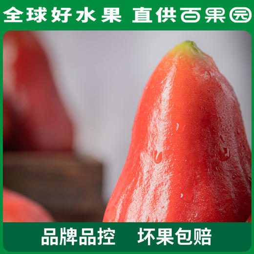 PAGODA百果园 招牌-水风铃莲雾（大）3斤装 商品图3