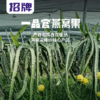 PAGODA百果园 招牌-一品官燕窝果（中）6粒装 商品缩略图2