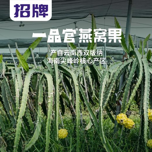PAGODA百果园 招牌-一品官燕窝果（中）6粒装 商品图2