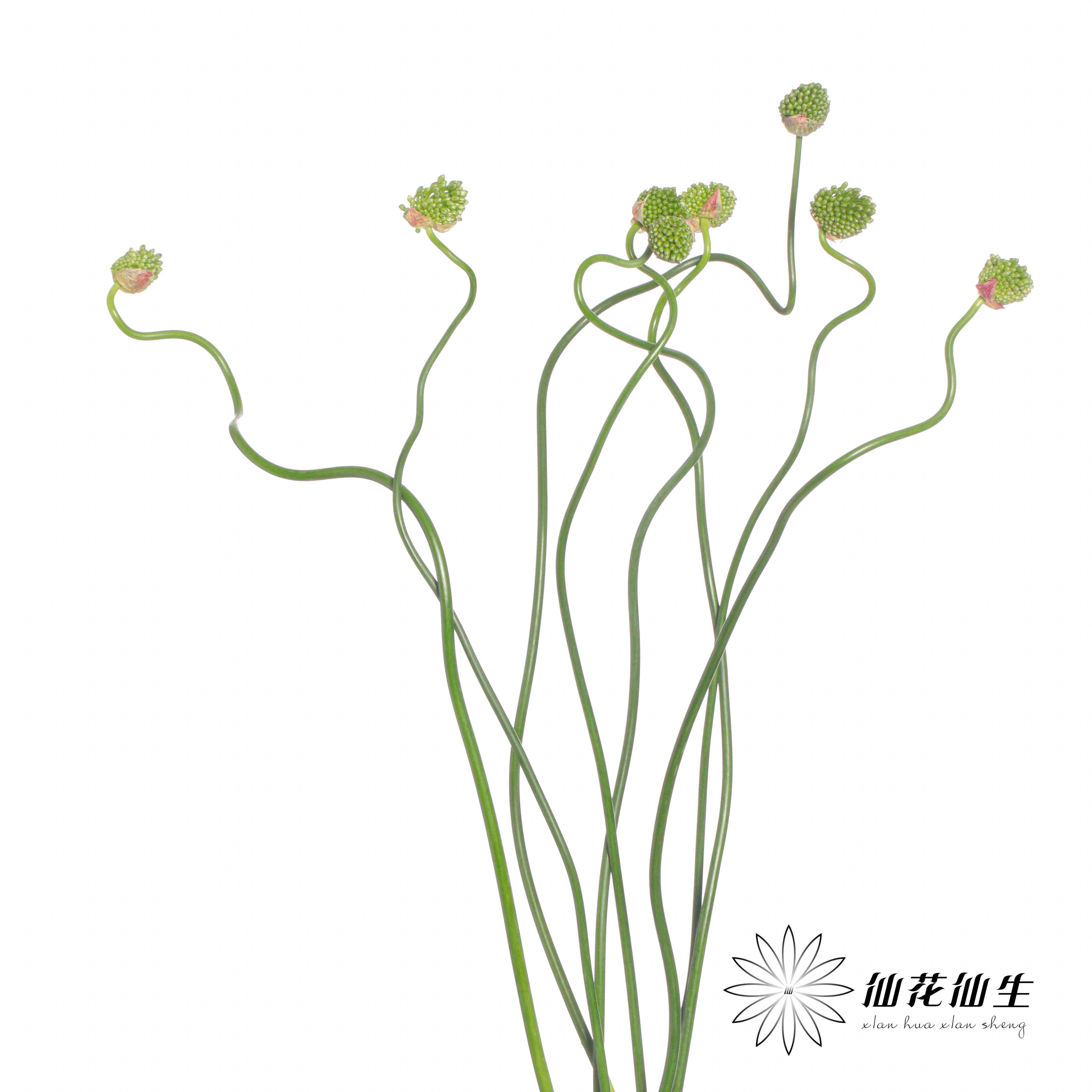 配花 | 绿色弯葱