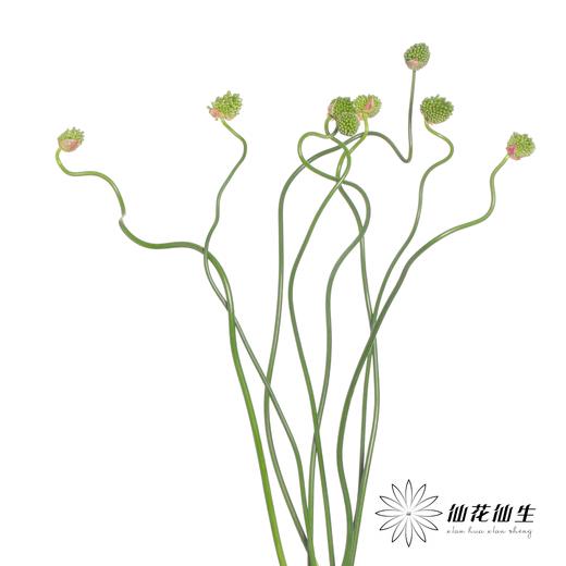 配花 | 绿色弯葱 商品图0