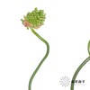 配花 | 绿色弯葱 商品缩略图3