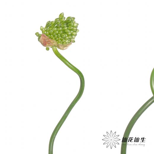 配花 | 绿色弯葱 商品图3