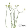 配花 | 绿色弯葱 商品缩略图4