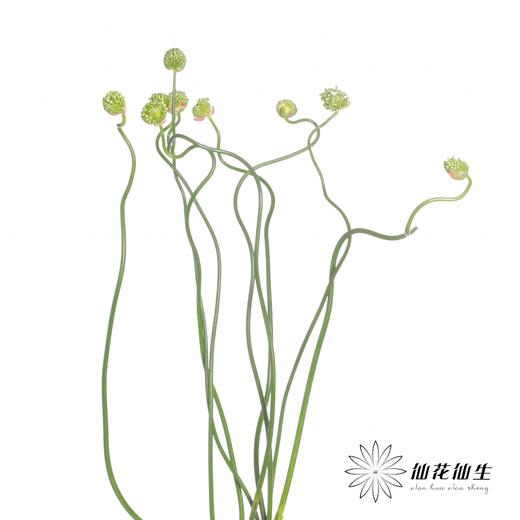 配花 | 绿色弯葱 商品图4