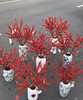 【清库存】冬青（富贵子）红色 5枝/扎  多规格 商品缩略图0