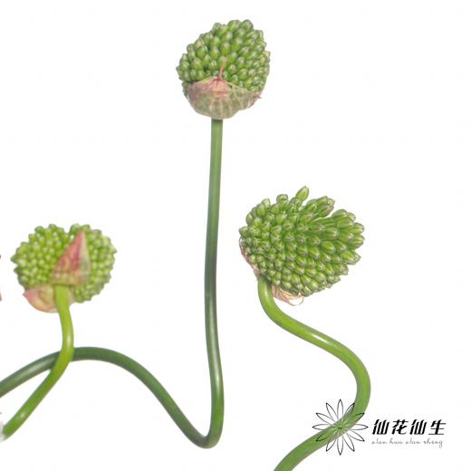 配花 | 绿色弯葱 商品图5