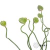 配花 | 绿色弯葱 商品缩略图1