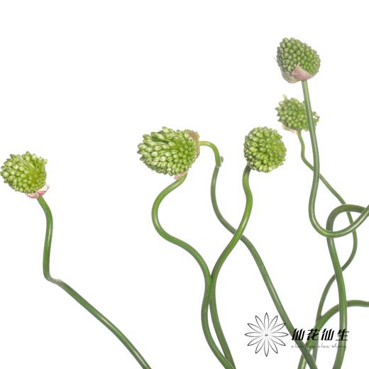 配花 | 绿色弯葱 商品图1