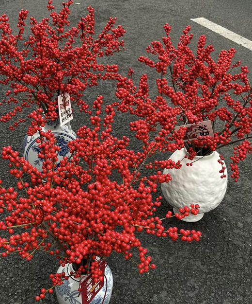 【清库存】冬青（富贵子）红色 5枝/扎  多规格 商品图1