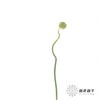 配花 | 绿色弯葱 商品缩略图2