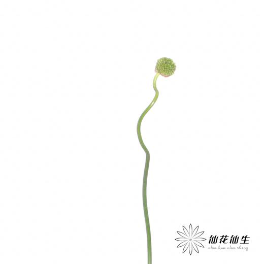 配花 | 绿色弯葱 商品图2