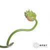 配花 | 绿色弯葱 商品缩略图6