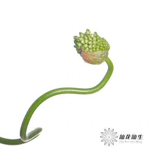 配花 | 绿色弯葱 商品图6