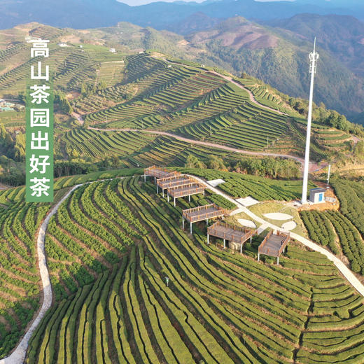  【西湖龙井礼盒两款】高山出好茶，源于核心区。色绿、香郁、味甘、形美。每一口，都是江南的春天。 商品图1