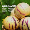 产地直发 | 【枝悦】云南石林人参果  大果新鲜人叁果水果七彩黄肉圆果人生果 商品缩略图0