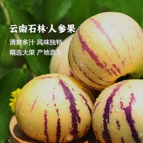 产地直发 | 【枝悦】云南石林人参果  大果新鲜人叁果水果七彩黄肉圆果人生果