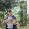 生态大头鱼分段（冷冻，全国可下单）| 合作生产 * Eco-bighead Carp | Coproduction 商品缩略图1