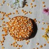 【2025新粮】黄金玉米粒 500g 商品缩略图3