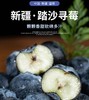 塔漠DE莓 . 新疆蓝莓 来自新疆塔克拉玛干沙漠 当季鲜果 商品缩略图5