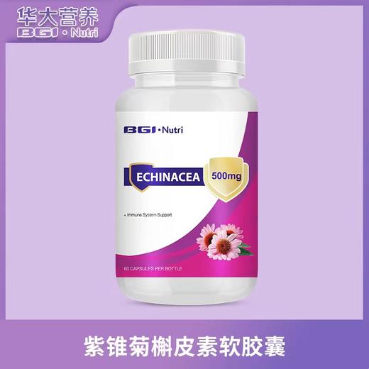 华大营养紫锥菊 商品图0