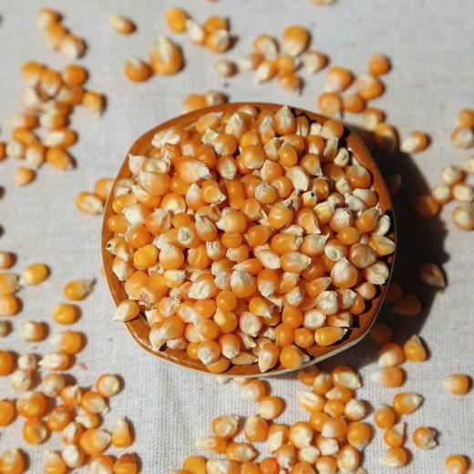 【2025新粮】黄金玉米粒 500g 商品图2