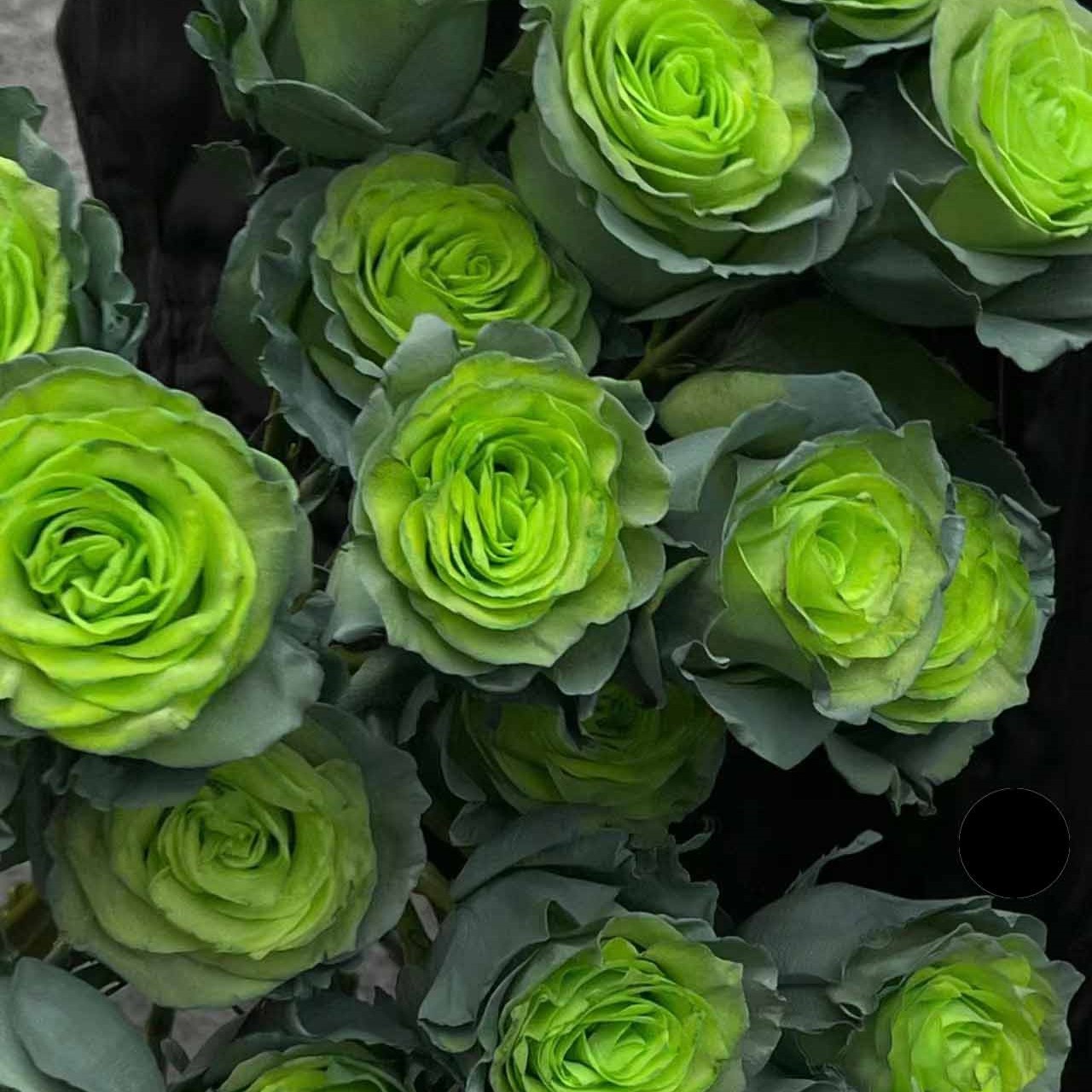 厄瓜多尔进口染色green chameleon绿毒变色龙玫瑰10支