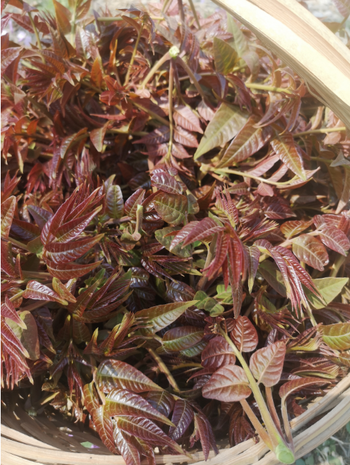 【预售，大概一周左右发货】绿之盟凤凰香草花园头茬野生香椿