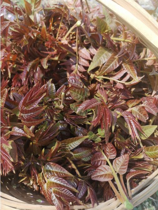 【预售，大概一周左右发货】绿之盟凤凰香草花园头茬野生香椿 商品图0