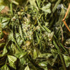 生态荠菜干（有根有叶有花） | 绿家自产 * Eco-dried shepherd's purse | Self-production 商品缩略图4