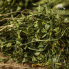 生态荠菜干（有根有叶有花） | 绿家自产 * Eco-dried shepherd's purse | Self-production 商品缩略图1