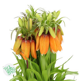 3月19日贝母 橙 Imperialis Orange Sweet 75cm-5支