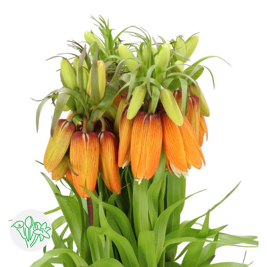 3月19日贝母 橙 Imperialis Orange Sweet 75cm-5支 商品图0