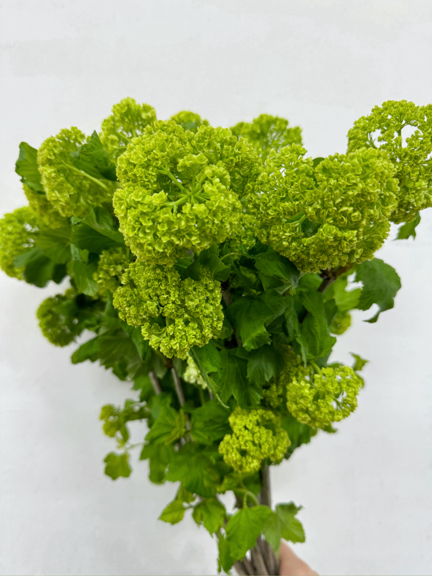 基地直营-木绣球 70cm4HD