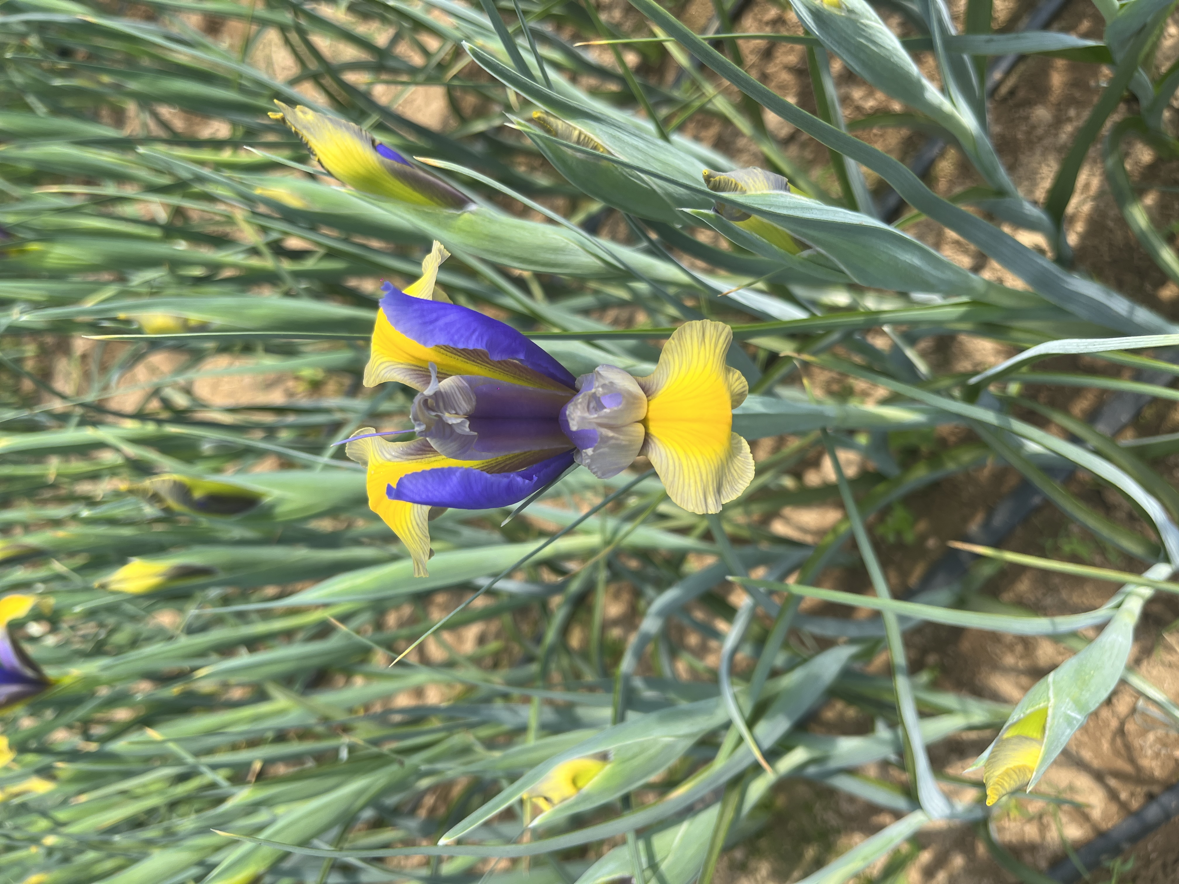 基地直营-鸢尾-西贡-10支