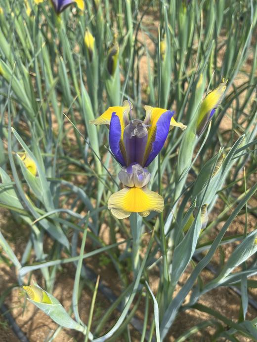 基地直营-鸢尾-西贡-10支 商品图0