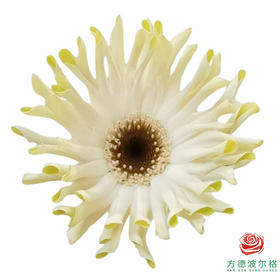 外购非洲菊-威尼斯 10枝一扎